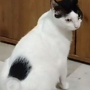 A Black and White Indie Cat Missing from Andheri West, Mumbai