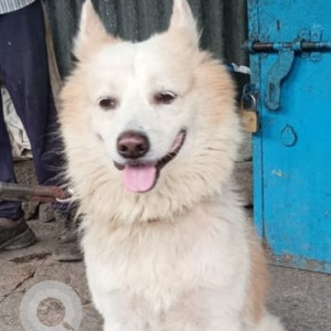 A White Pomeranian Dog Found from Jeevan Bhima Nagar, Bengaluru