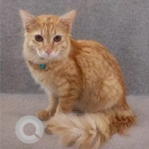 A White-Brown Mix Indie Cat Found from Cooke Town, Bengaluru