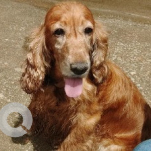 A Brown Cocker Spaniel Dog Missing from Yeswanthpur, Bengaluru