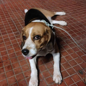 A White-Brown Mix Beagle Dog Found from RT Nagar, Bengaluru