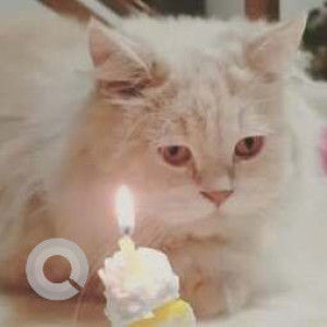 A White-Brown Mix Persian Cat Missing from Metagalli, Mysuru