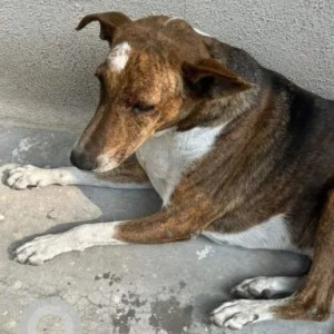 Missing: Black and Brown Male Indie Dog from Admiralty Manor, Eshwara Layout, Indiranagar