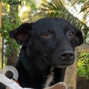 A Black and White Indie Dog Missing from Nagoa, Saligao