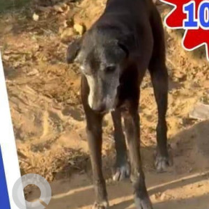 Missing: Black and Brown Female Indie Dog from Ghata Village, Gurgaon