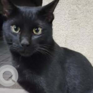 Missing: Black Male Indie Cat from Gera Junction