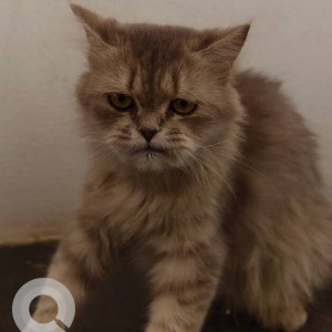 Found: Orange Female Ginger cat Cat from HSR layout, 24th main near Nk bar n Restaurant