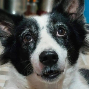 Missing: Black and White Male Indie Dog from Almeida compound, Pratiksha nagar no. 1, near Maratha hotel, Sion koliwada, Mumbai