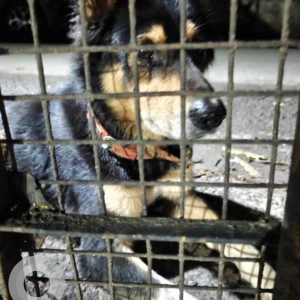 A Black and Brown Indie Dog Found from Pune