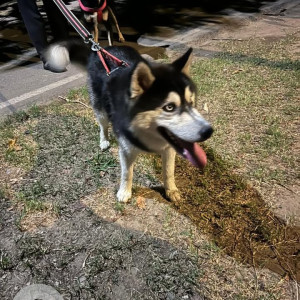 A Black and White Husky Dog Missing from Sector 42, Chandigarh