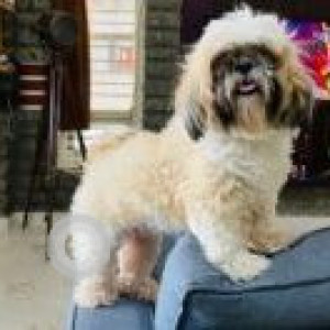 White-Brown Mix Female Shih Tzu Dog is Missing from Byatarayanapura Police Station Limits, Mysore Road