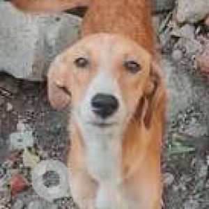 Missing: White-Brown Mix Female Indie Dog from Ghatkopar station east infront of inox mall