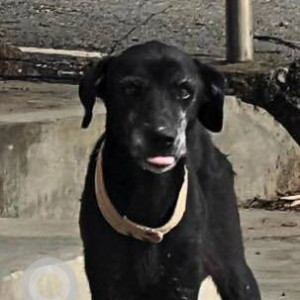 A Black Indie Dog Found from Soundarya Layout, Bengaluru