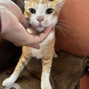 A Orange Calico Cat Found from Anjuna Flea Market Area