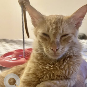 A Orange Ginger cat Cat Found from Nagavara, Bengaluru
