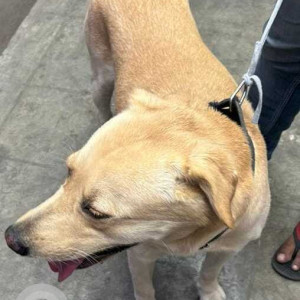 Found: Golden Male Labrador Dog from Ganganagar Extension