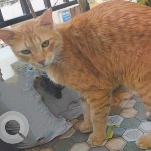 Missing: White-Brown Mix Male Indie Cat from Ganga bakery, kb sandra, rt nagar