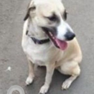 A White Indie Dog Missing from Belapur West, Navi Mumbai