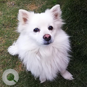 Japanese Spitz is missing from  Wits Academy Area