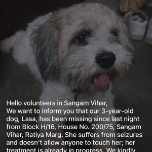 Missing: White and Grey Female Shih Tzu Dog from Sangam Vihar, Ratiya Marg, Delhi