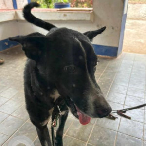 Missing: Black Male Indie Dog from Porvorim, Goa near Damien de Goa