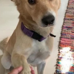 Brown Male Indie Dog is Missing from Noonmati, Guwahati