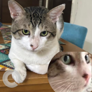 Missing: White and Grey Male Calico Cat from Arun Vihar, Sector 37, Noida