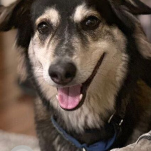 Missing: Black and Brown Female Indie Dog from Boat Club Road