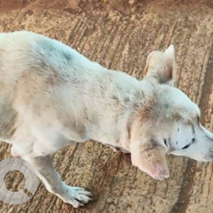A White Indie Dog Missing from Antruj Nagar, Ponda