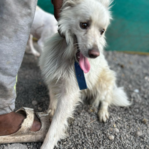 Found: White Male Pomeranian Dog from Amanora Gold Tower