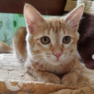 A White-Brown Mix Indie Cat Missing from Vidyaranyapura, Bengaluru