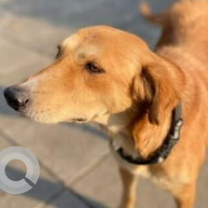 A White-Brown Mix Indie Dog Missing from Hinjawadi Phase 1, Pune