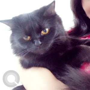 Missing: Black Female Indie Cat from Kharghar, Sector 21
