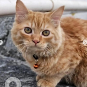 A White-Brown Mix Persian Cat Missing from Electronic City, Bengaluru