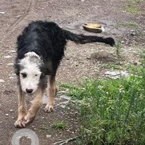 A Black and White Indie Dog Found from Aundh, Pune
