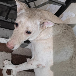 A White Indie Dog Found from Maduravoyal, Chennai