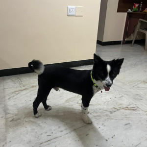 A Black and White Indie Dog Missing from CIT Nagar, Chennai