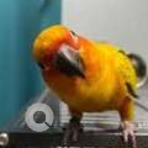 Missing: Orange Male Sun Conure Bird from Sai Nagar, Thuraipakkam