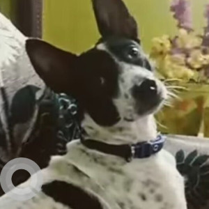 Missing: Black and White Male Indie Dog from Chennai Anna nager East