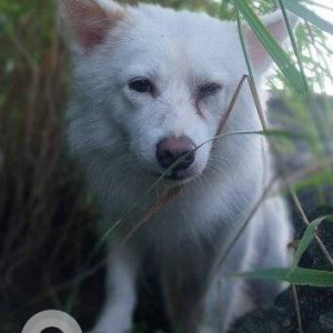 Missing: White Male Pomeranian Dog from Chapaghat, Damauli