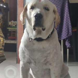 Missing: White-Brown Mix Male Labrador Dog from Om Colony No. 3, Bijlinagar, Chinchwad