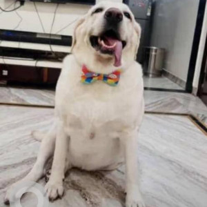 A White Labrador Dog Missing from Pimple Nilakh, Pimpri Chinchwad