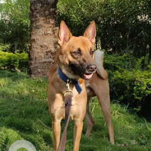 Missing: White-Brown Mix Male Indie Dog from Royal Palms Dog Hostel