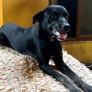 Missing: Black Female Indie Dog from Verla Don Bosco Area