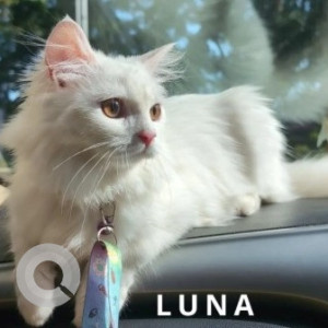 A White Persian Cat Missing from Anthivadi, Hosur