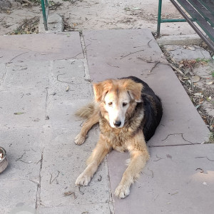 Found: Black and Brown Male German Shepherd Dog from Sector 21, Chandigarh