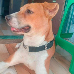 Missing: White-Brown Mix Male Indie Dog from Mansarovar station