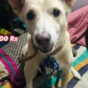 Missing: White-Brown Mix Male Indie Dog from Dwarka Sector 11, Delhi