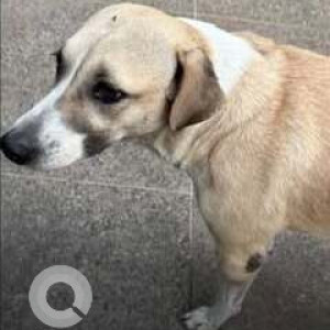 Missing: Black and Brown Male Indie Dog from Cholanayakanahalli, Hebbal