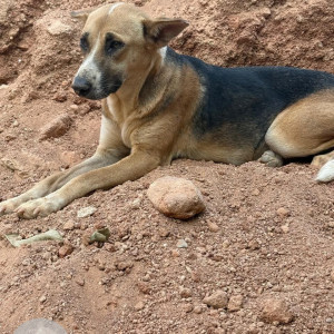 Missing: Black and Brown Male Indie Dog from Hesarghatta